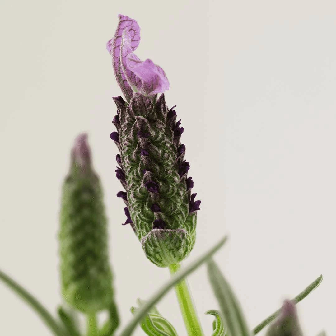 SOOTHING AROMATIC BALM