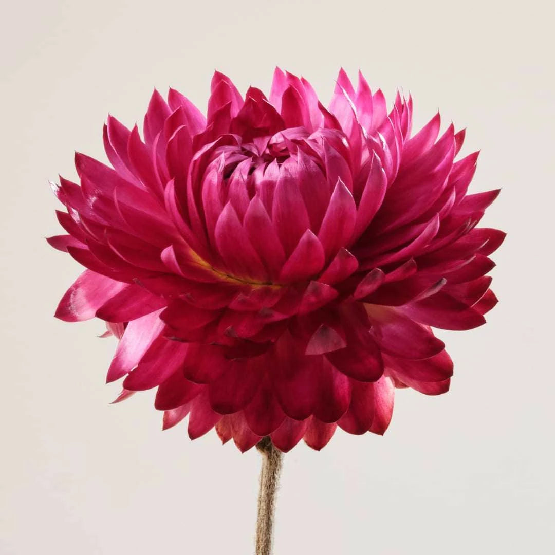 SOOTHING PETAIL OIL-SERUM