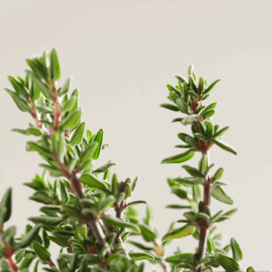 REVITALISING BODY OIL WITH THYME ESSENTIAL OIL