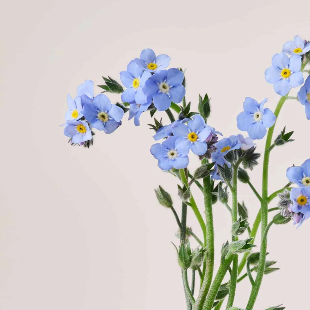 REVIVING EYE ROLL-ON WITH LINSEED OIL