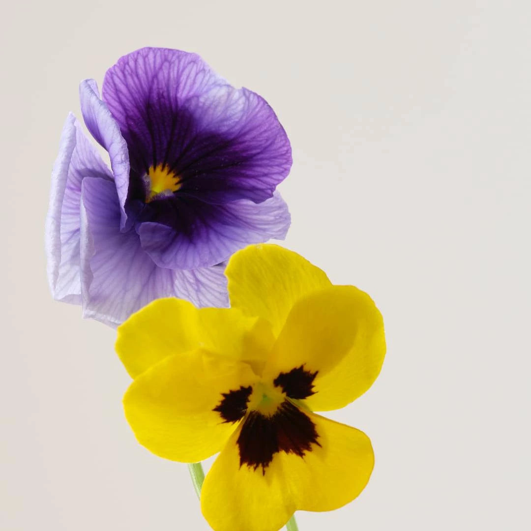 PLUMPING SERUM BOOSTED WITH HYALURONIC ACID