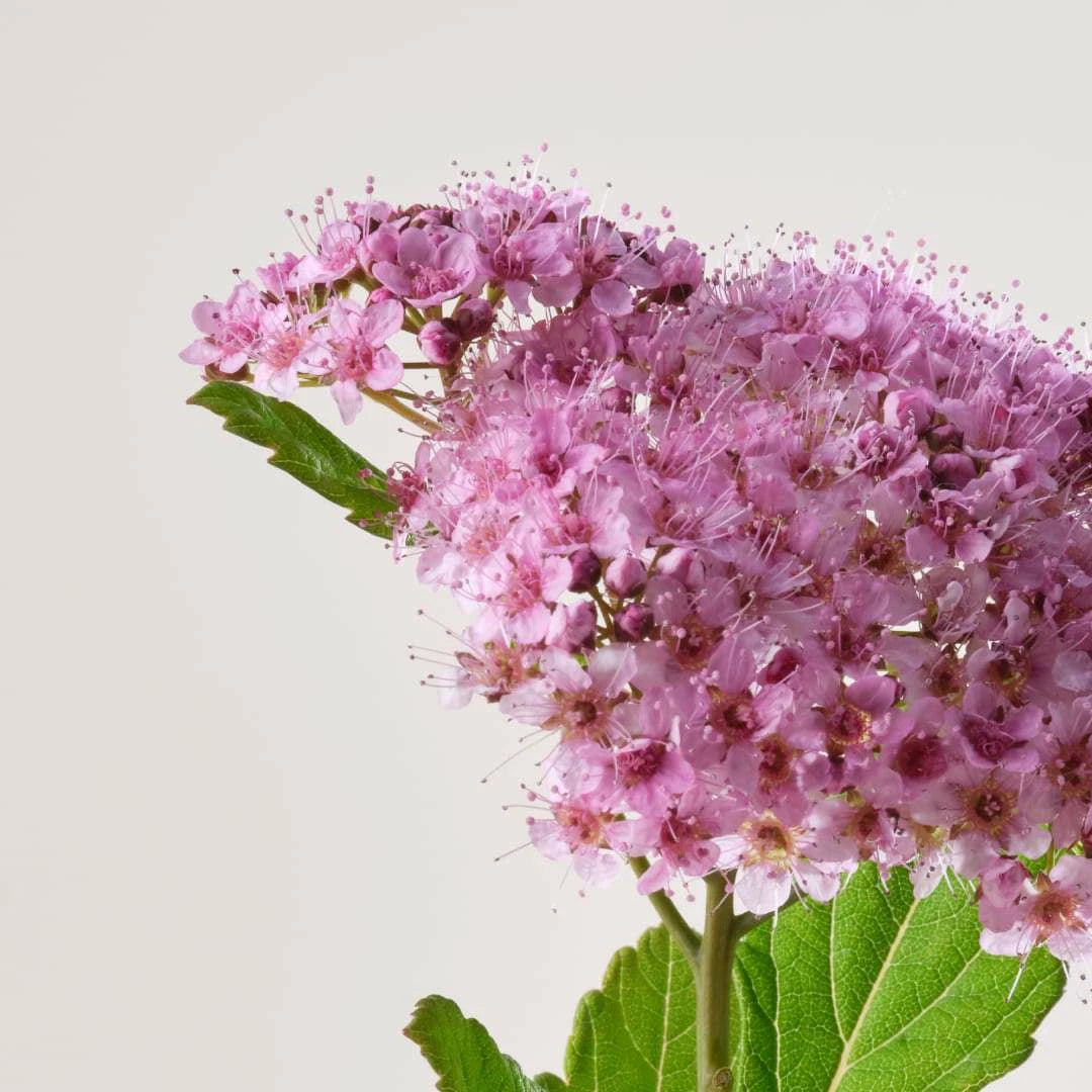 MOISTURISING MATTIFYING EMULSION