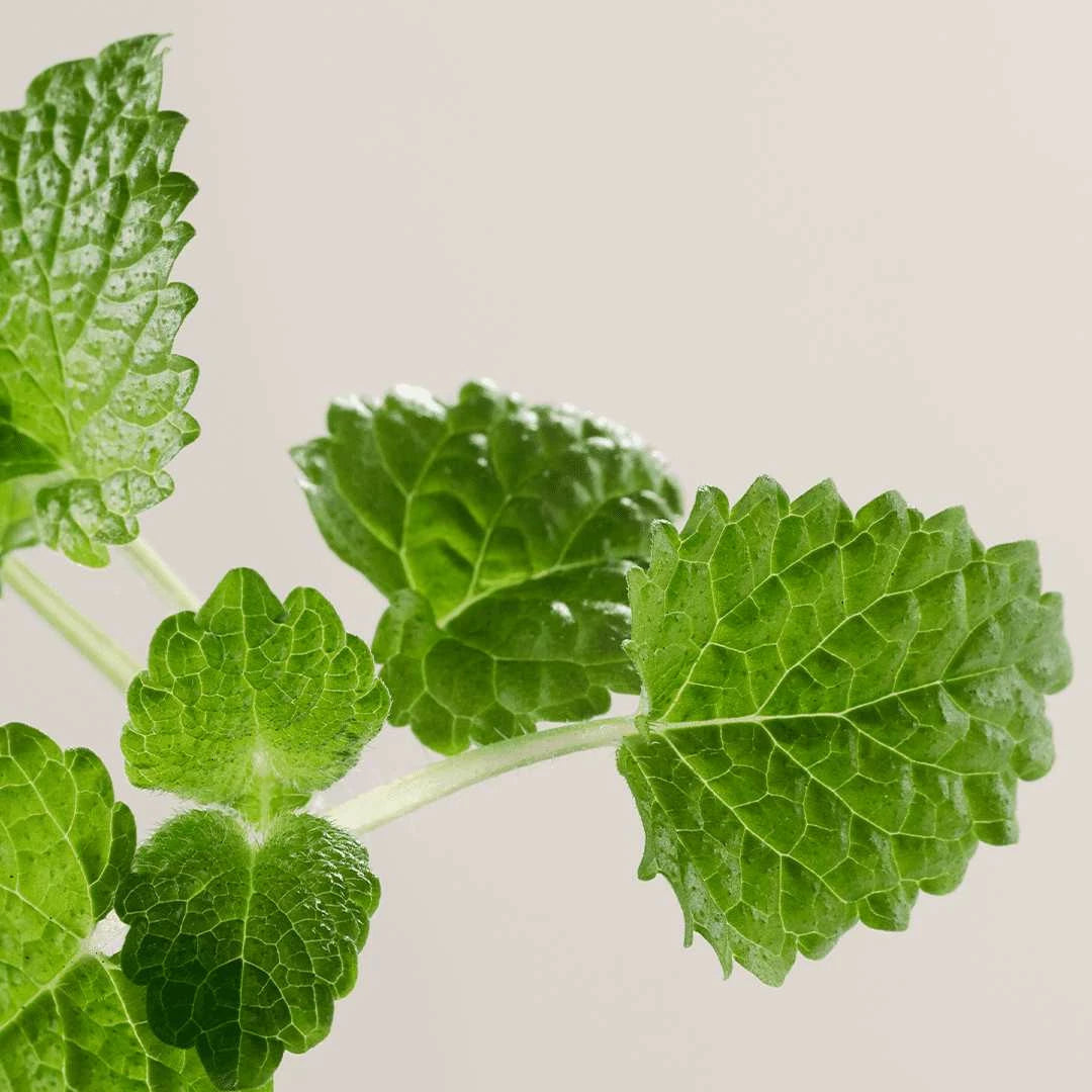 PURIFYING EXFOLIATING STICK