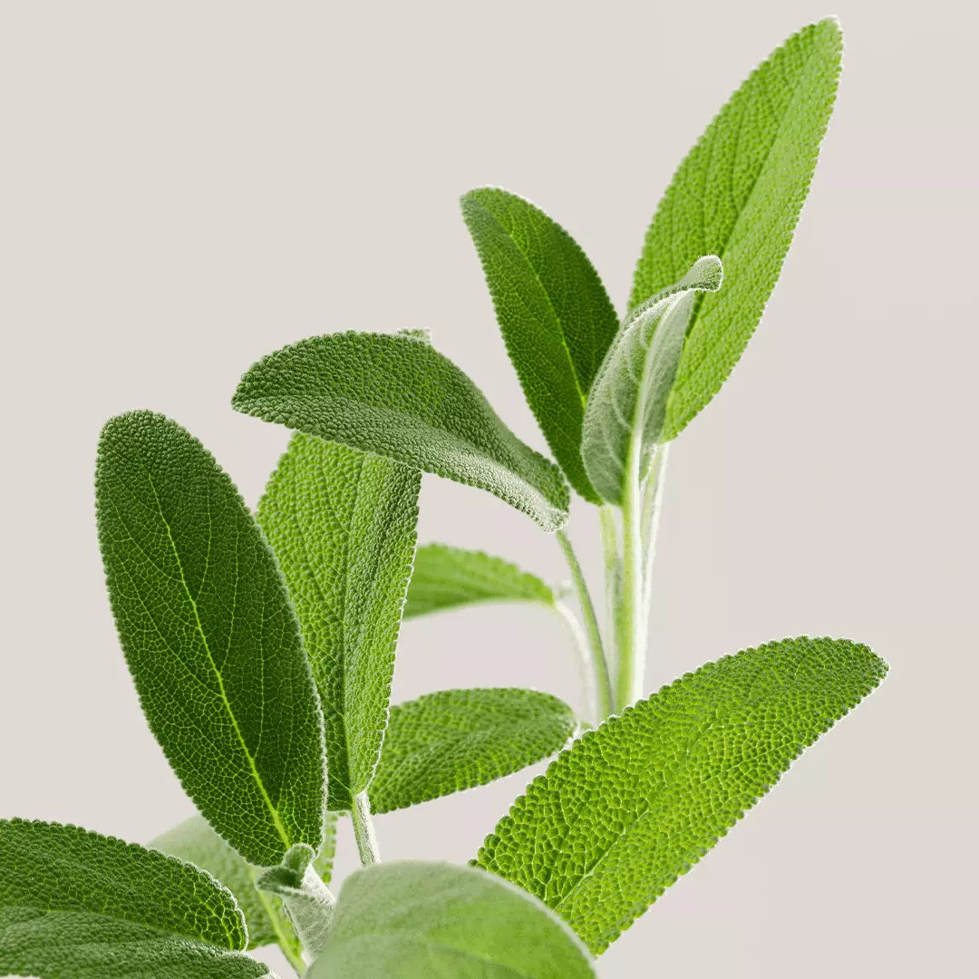 24H FRESHNESS ROLL-ON DEODORANT