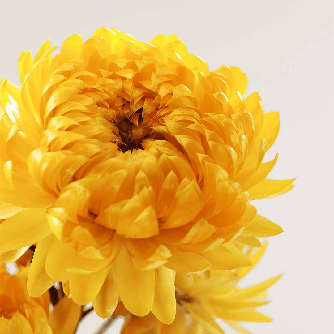 FACE BEAUTY OIL WITH EVERLASTING FLOWER ESSENTIAL OIL