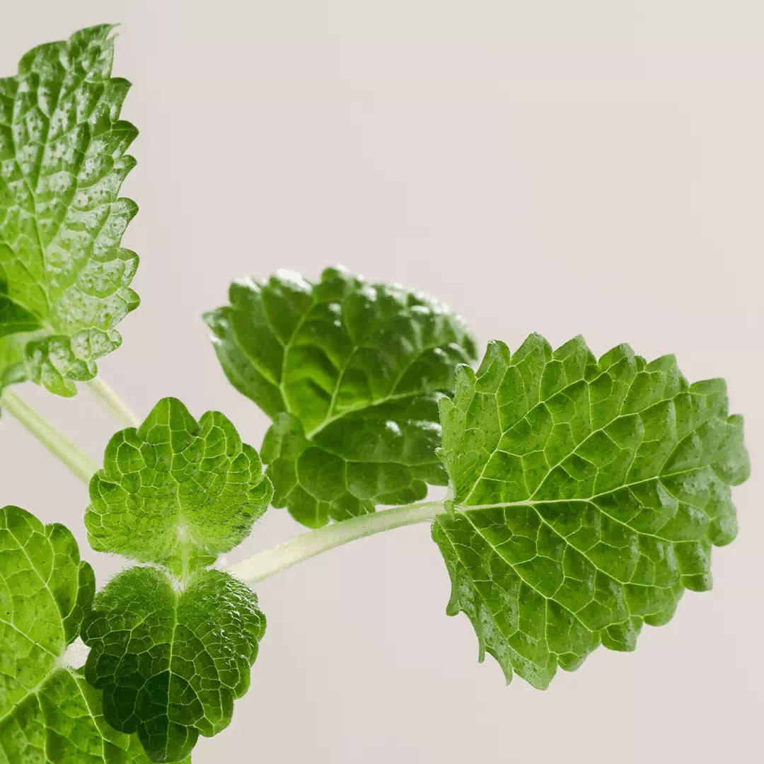 TINTED PERFECTING CREAM SPF30